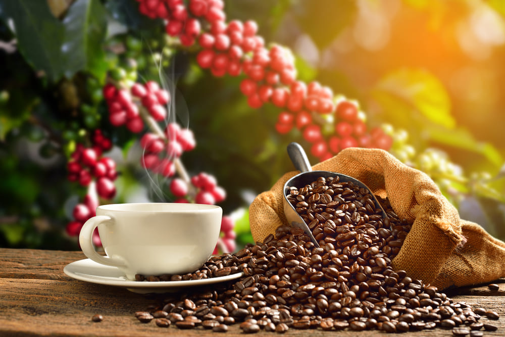 Prelucrare cafea